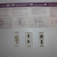 blocks of preserved insects on a table
