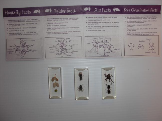 blocks of preserved insects on a table